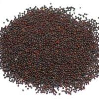 Wright Sprouts Broccoli seed 100g