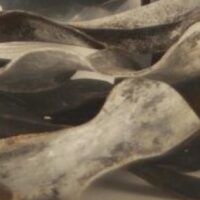 Pacific Harvest NZ Kombu Strips 40g