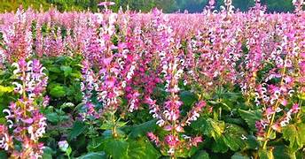 Clary Sage Essential Oil. 100% Pure Organic 5mL - Image 2
