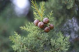 Cypress Essential Oil. 100% Pure Organic 5mL - Image 2