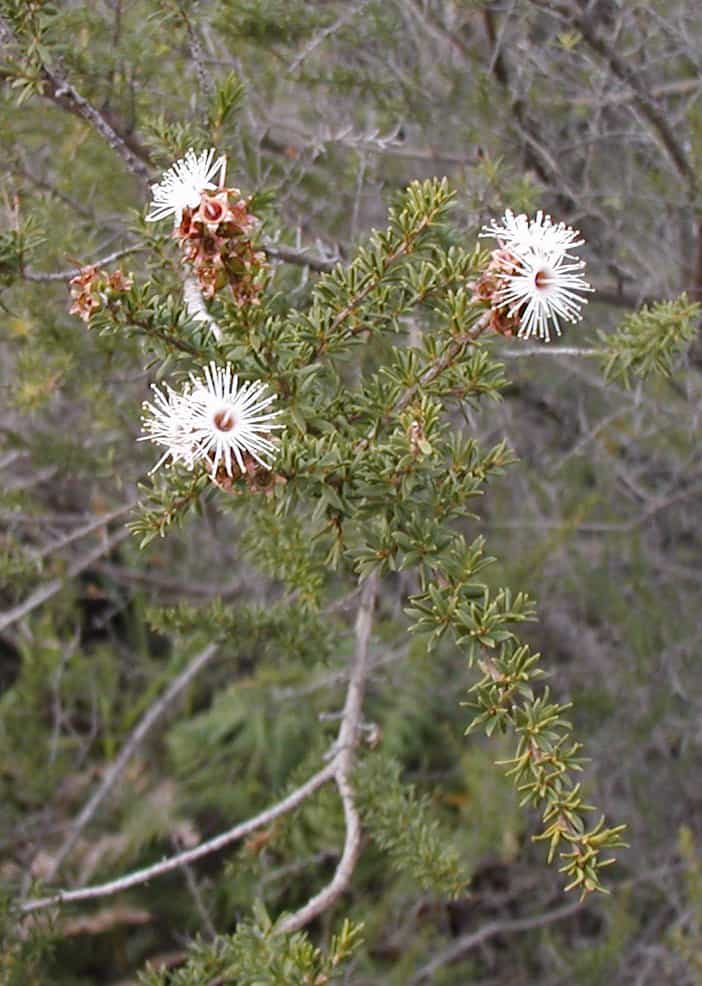Kunzea Essential Oil. 100% Pure Wild, 10mL - Image 3