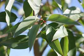 Lemon Eucalyptus Essential Oil. 100% Pure Organic 10mL - Image 2