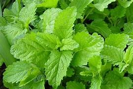 Melissa Essential Oil. 100% Pure Organic 2mL - Image 2