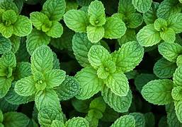 Peppermint Oil. 100% Pure Organic Essential Oil 5mL - Image 2