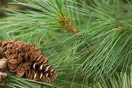 Pine Essential Oil. 100% Pure Organic 10mL - Image 2