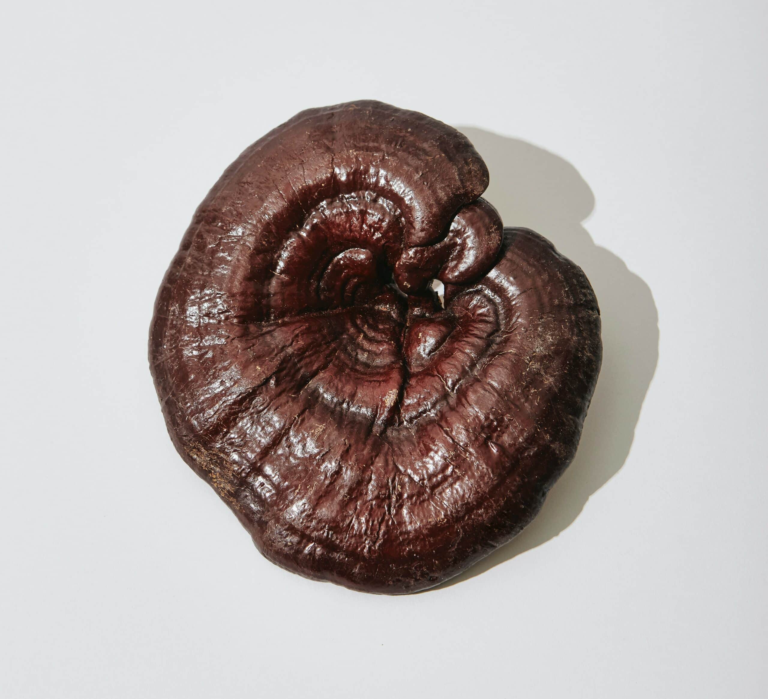 Reishi Mushroom Powder, Certified Organic, High Beta-glucans - Image 3