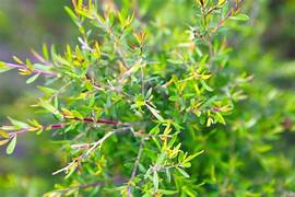 Tea Tree Essential Oil 100% Pure Certified Organic, 10mL - Image 2