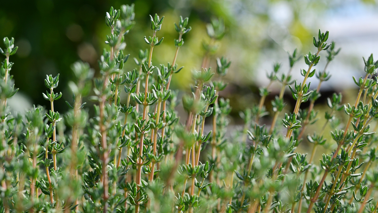 Thyme Essential Oil. 100% Pure Organic 5mL - Image 2