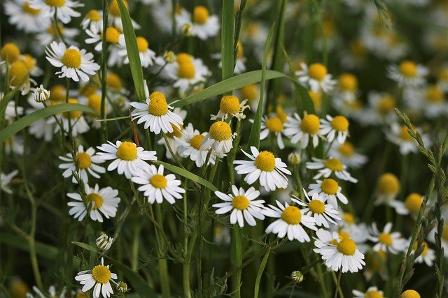 German Chamomile Essential Oil. 100% Pure Organic - Image 2