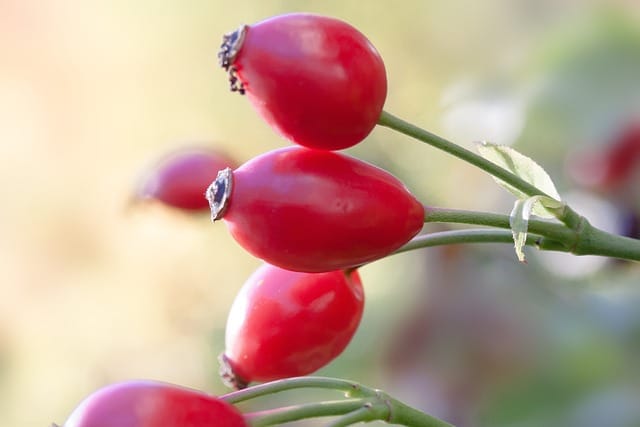 Organic Rosehip Oil - Image 2