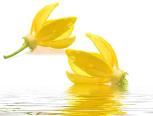 Ylang Ylang Complete (Superior Grade) Essential Oil. 100% Pure Organic, 5mL - Image 2